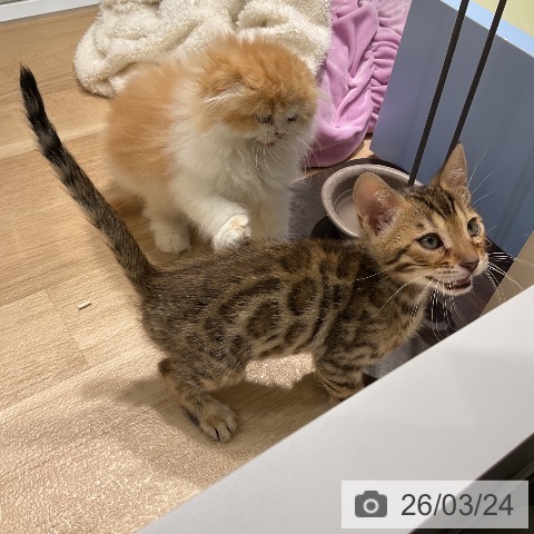 ベンガルの写真