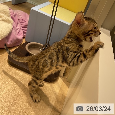 ベンガルの写真