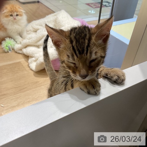 ベンガルの写真