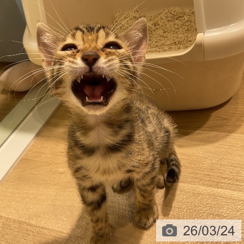 ベンガルの写真