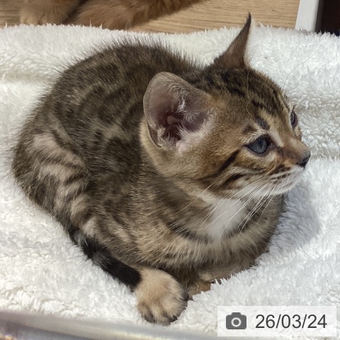 ベンガルの写真