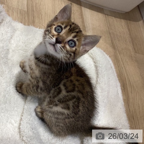 ベンガルの写真