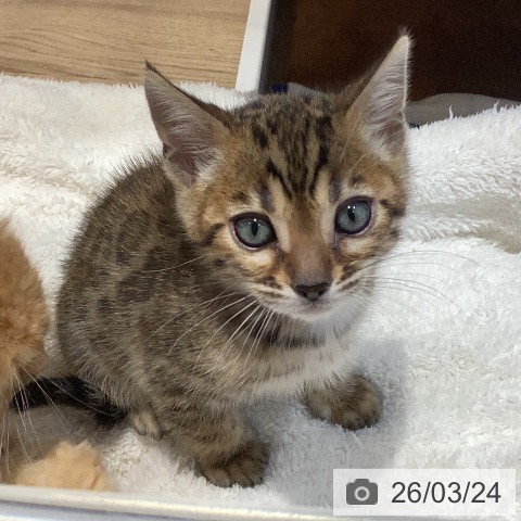 ベンガルの写真