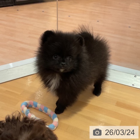 ポメラニアンの写真