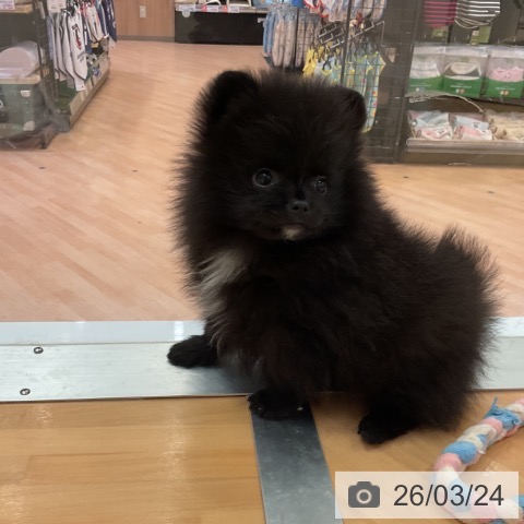 ポメラニアンの写真