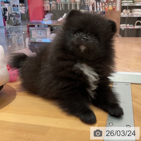 ポメラニアンの写真