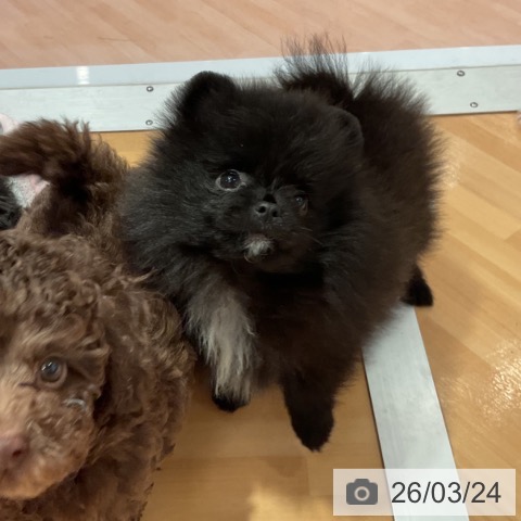 ポメラニアンの写真