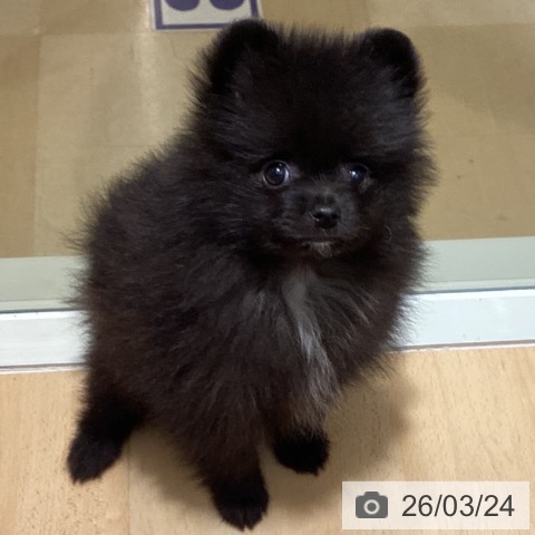 ポメラニアンの写真