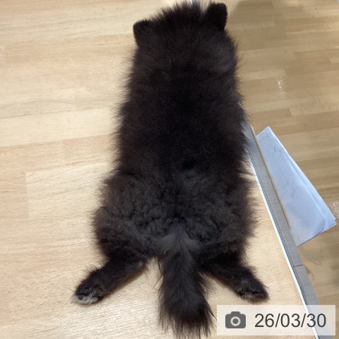 石川県のポメラニアン (ペットプラス 新小松店/2026年1月16日生まれ/男の子/ブラック)の子犬の4枚目の画像