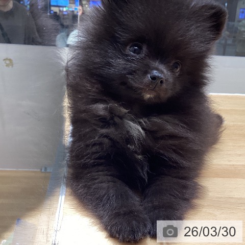 石川県のポメラニアン (ペットプラス 新小松店/2026年1月16日生まれ/男の子/ブラック)の子犬の3枚目の画像