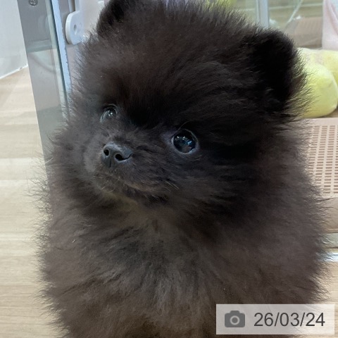 ポメラニアンの写真