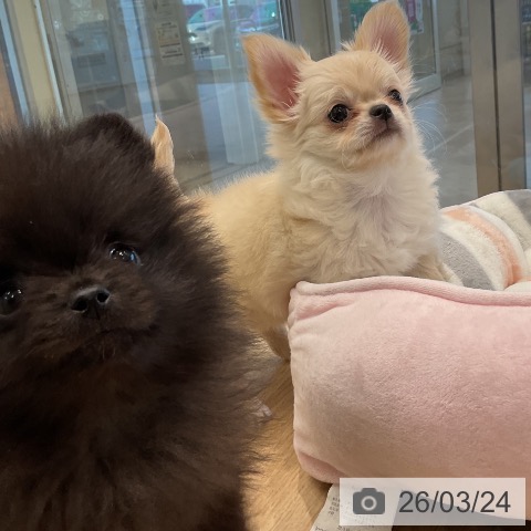 ポメラニアンの写真