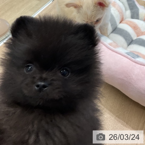 ポメラニアンの写真