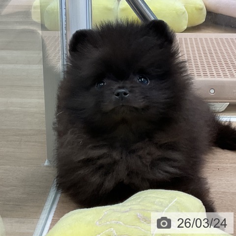 ポメラニアンの写真