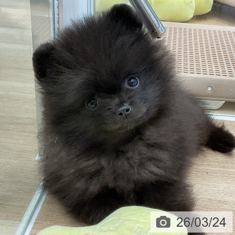 ポメラニアンの写真