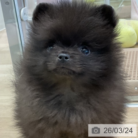 ポメラニアンの写真