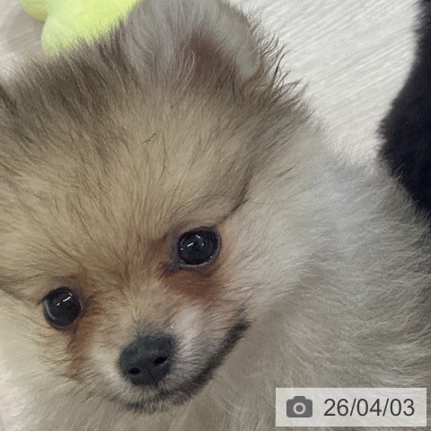 富山県のポメラニアン (ペットプラス 高岡店/2026年1月16日生まれ/女の子/クリームセーブル)の子犬の3枚目の画像