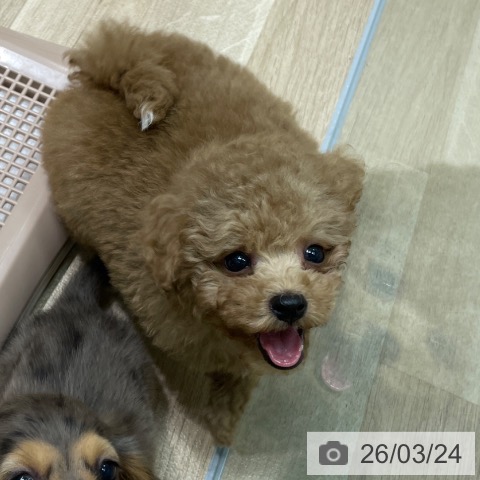 トイ・プードルの写真