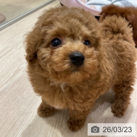 トイ・プードルの写真