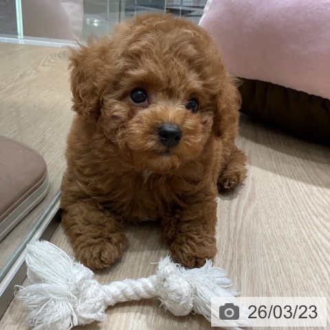 トイ・プードルの写真