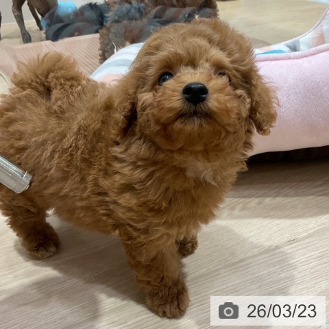 愛知県のトイプードル(トイ) (ペットプラス イオンモール長久手店/2026年1月22日生まれ/男の子/レッド)の子犬の4枚目の画像