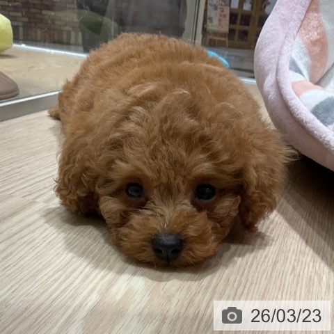 愛知県のトイプードル(トイ) (ペットプラス イオンモール長久手店/2026年1月22日生まれ/男の子/レッド)の子犬の3枚目の画像