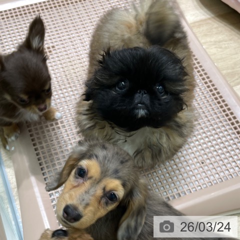 ペキニーズの写真