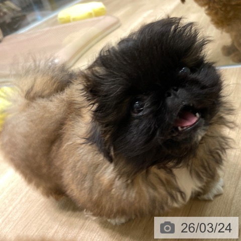 愛知県のペキニーズ (ペットプラス 則武新町店/2026年1月20日生まれ/女の子/フォーンホワイトブラックマスク)の子犬の4枚目の画像