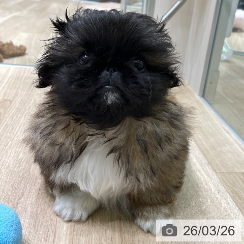 愛知県のペキニーズ (ペットプラス 則武新町店/2026年1月20日生まれ/女の子/フォーンホワイトブラックマスク)の子犬の3枚目の画像