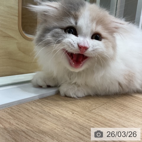 愛知県のスコティッシュフォールド (ペットプラス ナゴヤドーム前店/2026年1月20日生まれ/女の子/ブルーパッチドタビーホワイト)の子猫の4枚目の画像