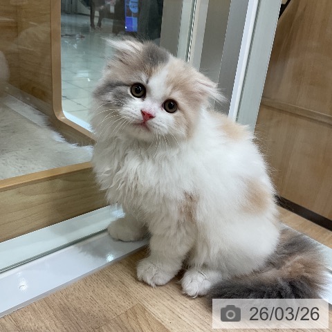 愛知県のスコティッシュフォールド (ペットプラス ナゴヤドーム前店/2026年1月20日生まれ/女の子/ブルーパッチドタビーホワイト)の子猫の3枚目の画像