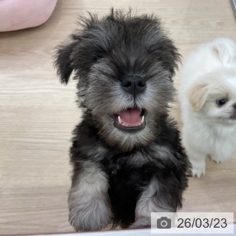 ミニチュア・シュナウザーの写真