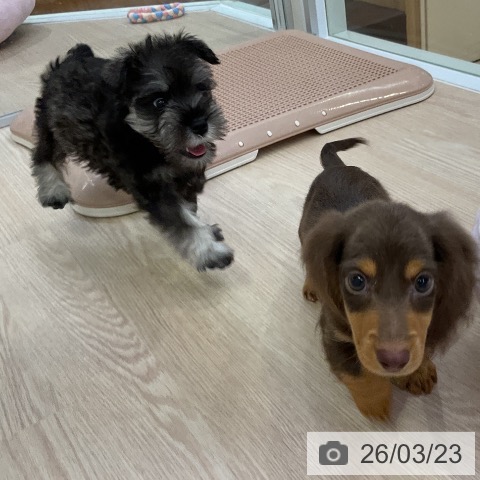 ミニチュア・シュナウザーの写真