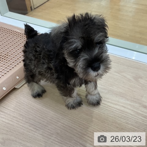 ミニチュア・シュナウザーの写真