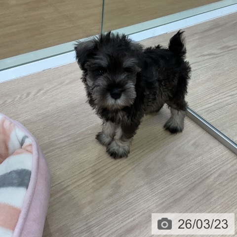 ミニチュア・シュナウザーの写真