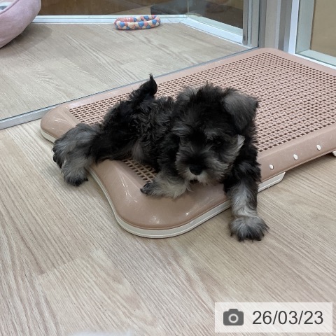 ミニチュア・シュナウザーの写真