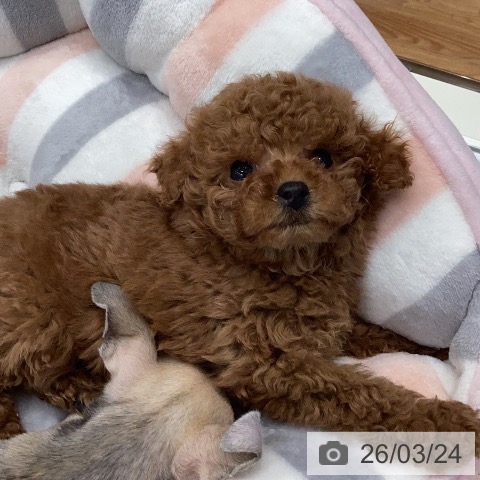 岐阜県のトイプードル(トイ) (ペットプラス 各務原店/2026年1月11日生まれ/男の子/レッド)の子犬の4枚目の画像