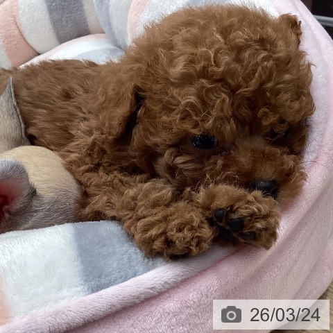 岐阜県のトイプードル(トイ) (ペットプラス 各務原店/2026年1月11日生まれ/男の子/レッド)の子犬の3枚目の画像