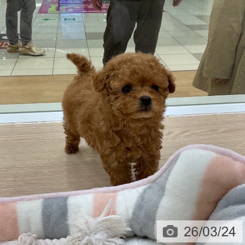 トイ・プードルの写真