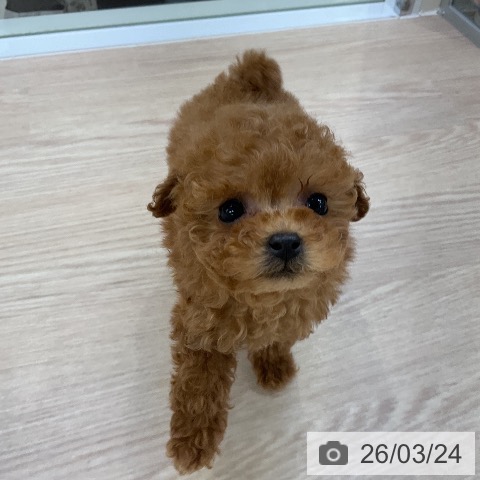 トイ・プードルの写真