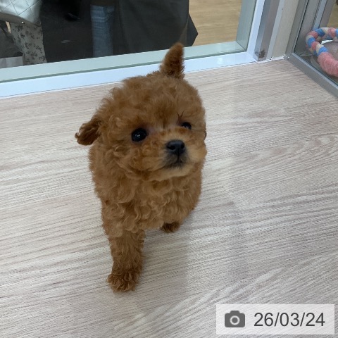 トイ・プードルの写真