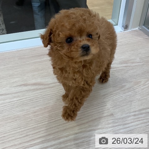 トイ・プードルの写真