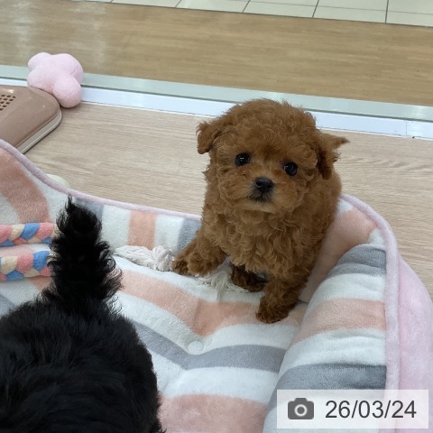 トイ・プードルの写真