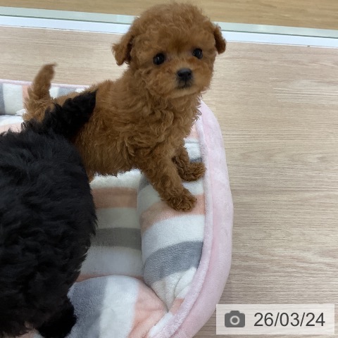 トイ・プードルの写真