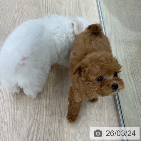 トイ・プードルの写真