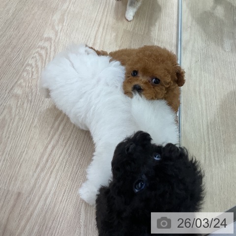 トイ・プードルの写真