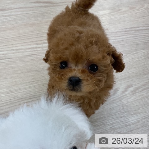 トイ・プードルの写真