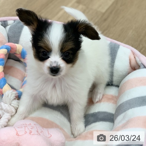 パピヨンの写真