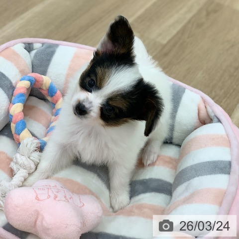 パピヨンの写真