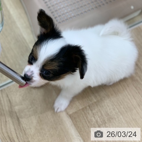 パピヨンの写真